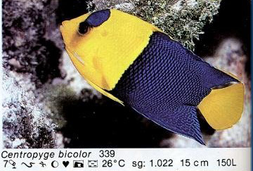 Centropyge bicolor
